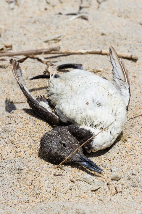 Dead seabird on a California beach