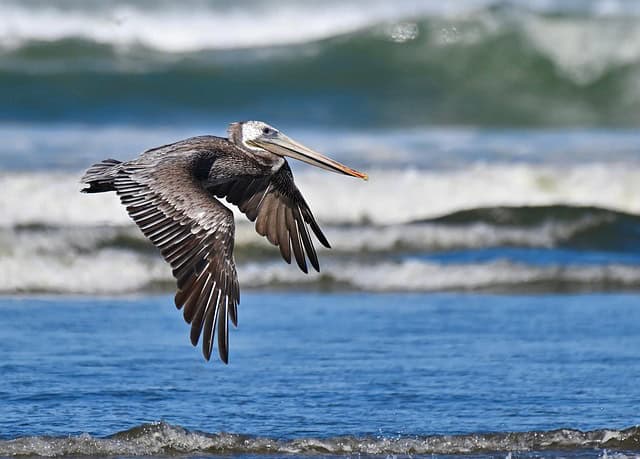 Brown pelican flying over the beach